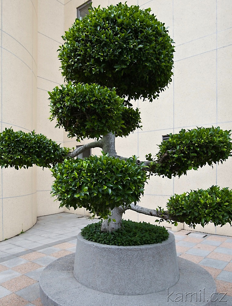 img00015.jpg
